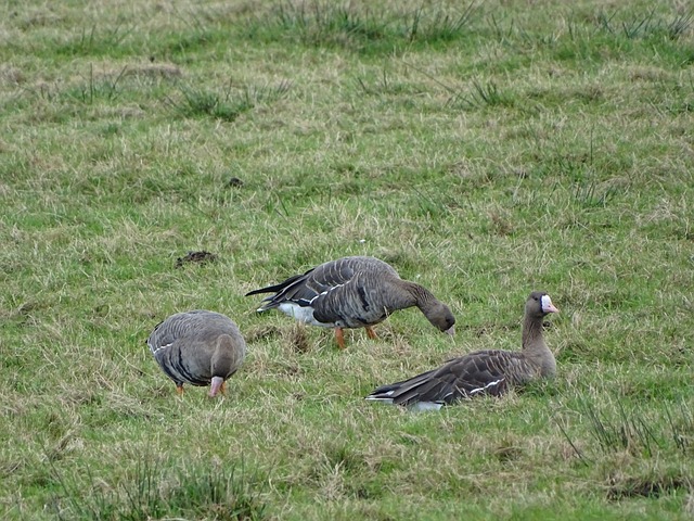 叹于明星效 叹于明星效